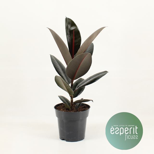 Picture of FICUS ELASTICA ABIDJAN