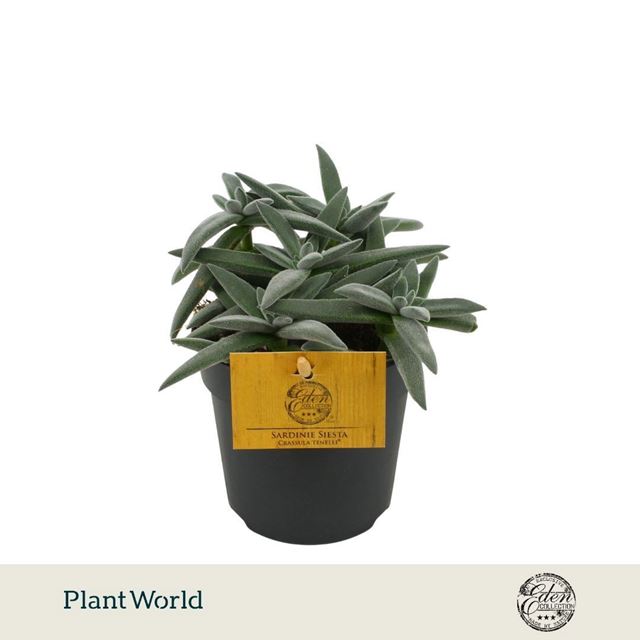 Picture of Crassula tenelli