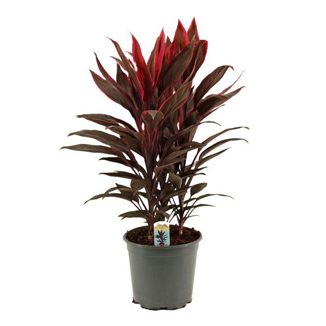 Picture of CORDYLINE FRUTICOSA 03PP TANGO