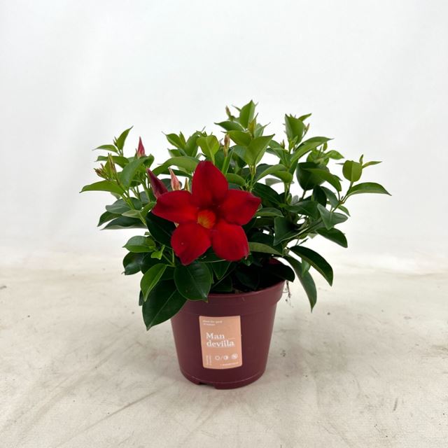 Picture of MANDEVILLA BUSH RED