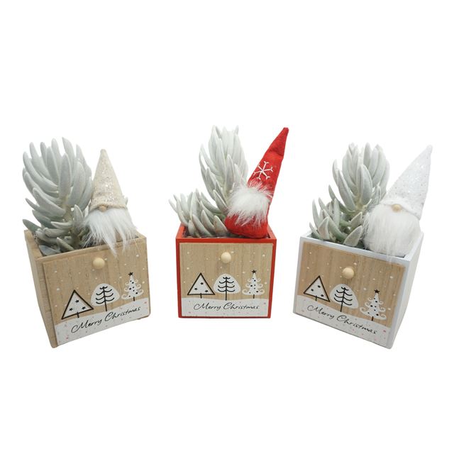 Picture of SENECIO MONT BLANC IN XMAS BOX