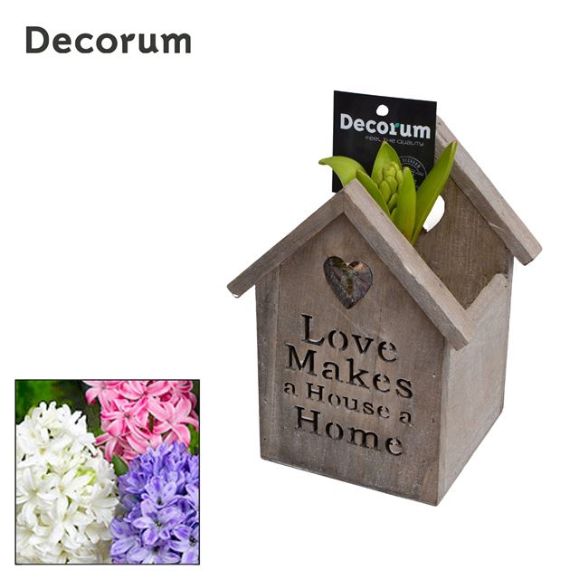 Picture of HYACINTHUS 01BULB WOOD HOUSE