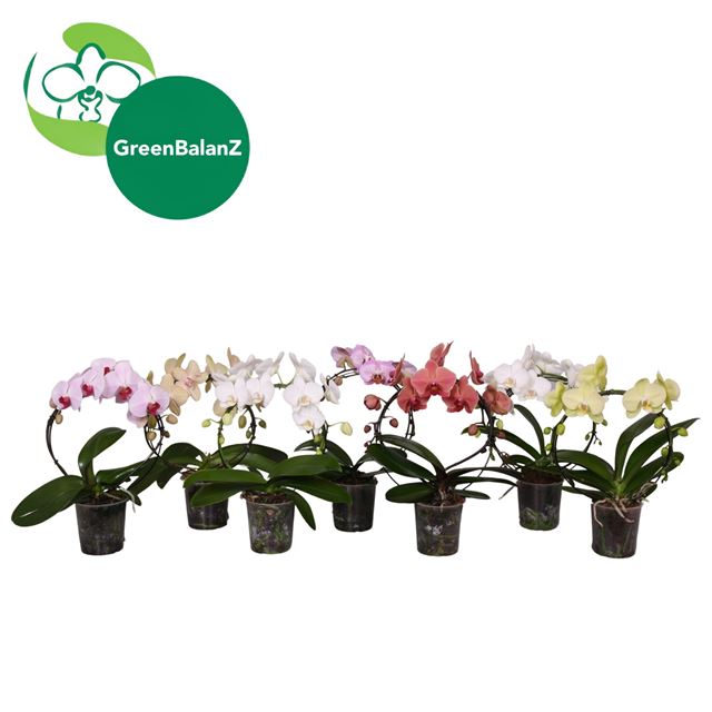 Picture of Phalaenopsis 02-stem hoop circlez mix