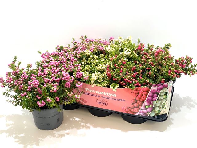 Picture of Gaultheria mucronata (pernettia) mix