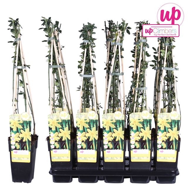 Picture of Jasminum nudiflorum