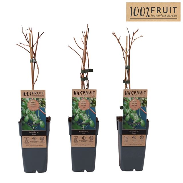 Picture of Actinidia arguta kiwiberry