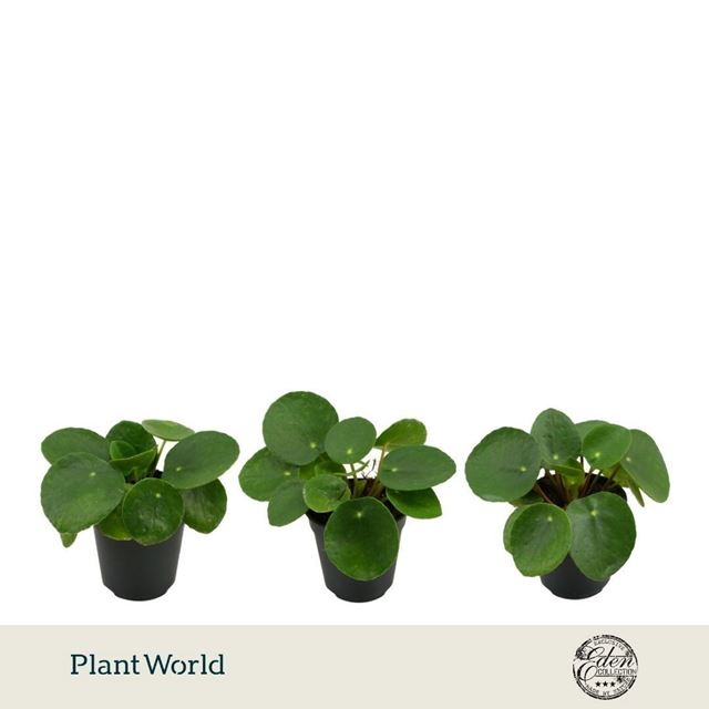 Picture of Pilea peperomoides