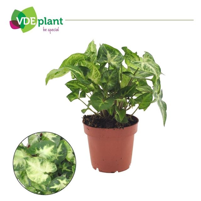 Picture of Syngonium pixie