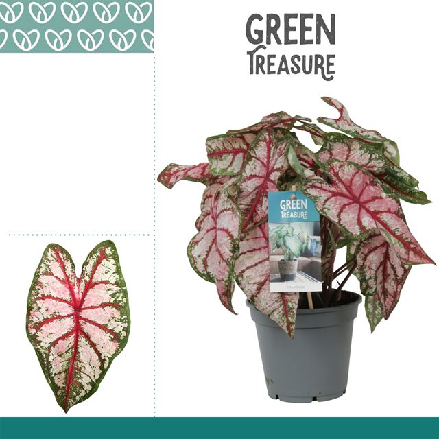 Picture of Caladium bicolor