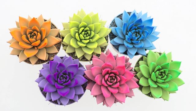 Picture of Echeveria colore rainbow spring mix