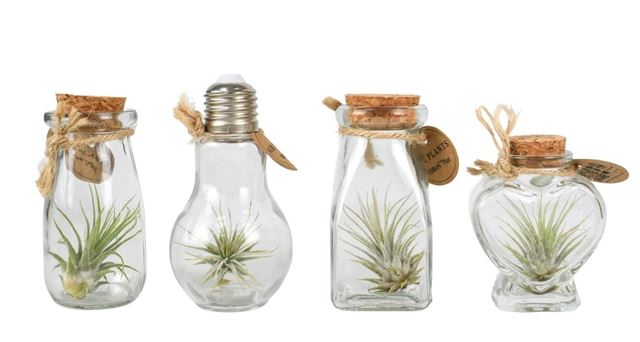 Picture of TILLANDSIA IN GLASS BOTTLE SMALL MIX