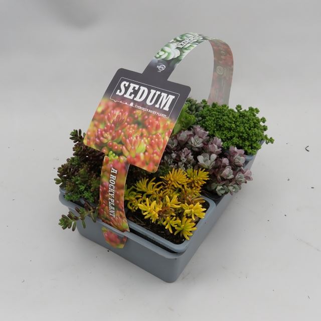 Picture of SEDUM 06-PACK