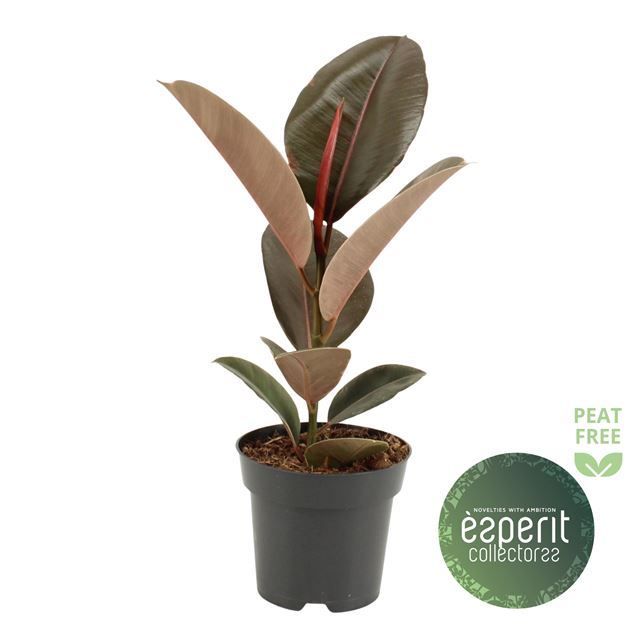 Picture of Ficus elastica pink camouflage