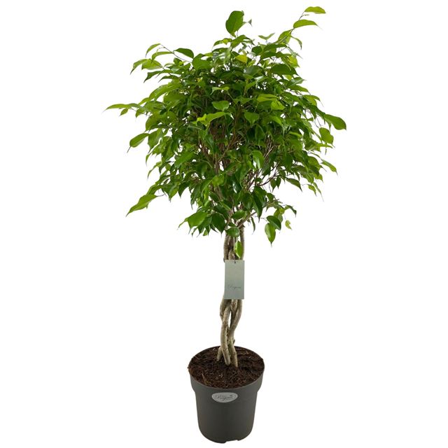 Picture of FICUS BENJAMINA EXOTICA BRAIDED STEM