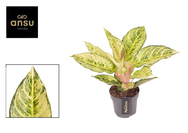 Picture of Aglaonema chartreuse pretty