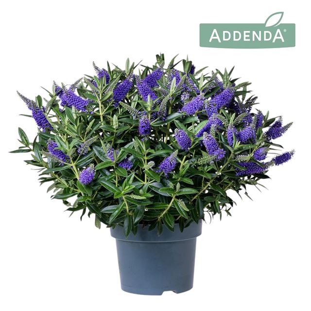 Picture of HEBE/VERONICA ADDENDA DONNA BLUE