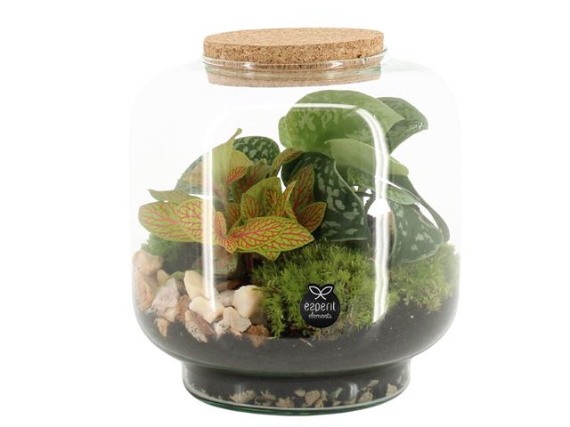 Picture of TERRARIUM