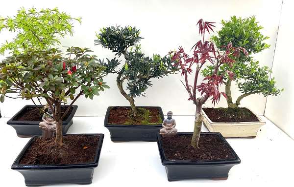 Picture of Bonsai outdoor mix in ceramic