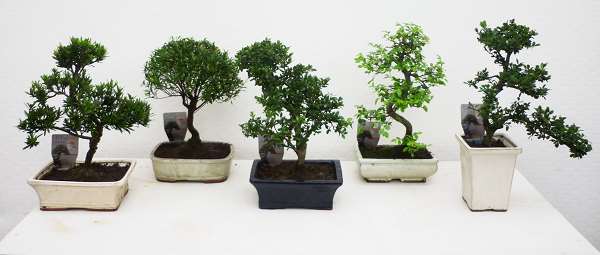Picture of BONSAI OUTDOOR MIX D20 IN CERAMIC