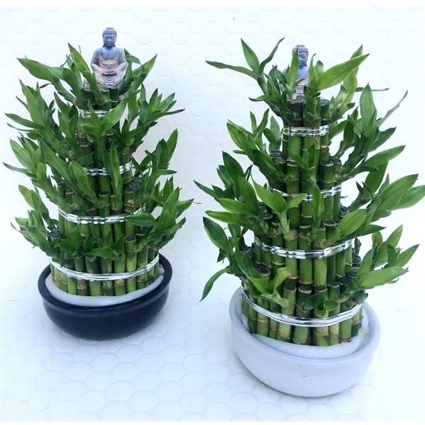 Picture of DRACAENA SANDERIANA LUCKY BAMBOO ROUND 04-LEVELS