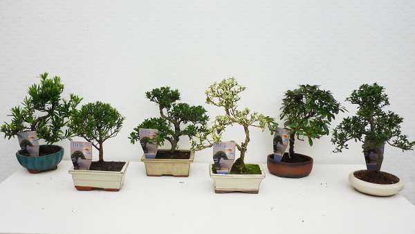 Picture of BONSAI OUTDOOR MIX D15 IN CERAMIC