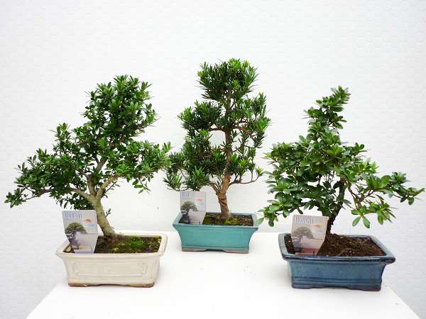 Picture of BONSAI OUTDOOR MIX D25 IN CERAMIC