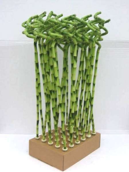 Picture of LUCKY BAMBOO SPIR STEEL 80CM