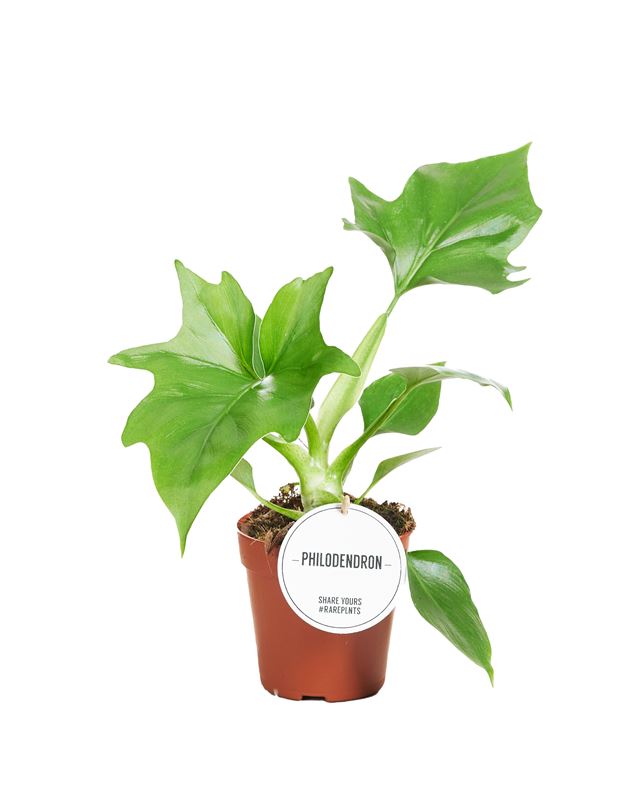Picture of Philodendron warszewiczii