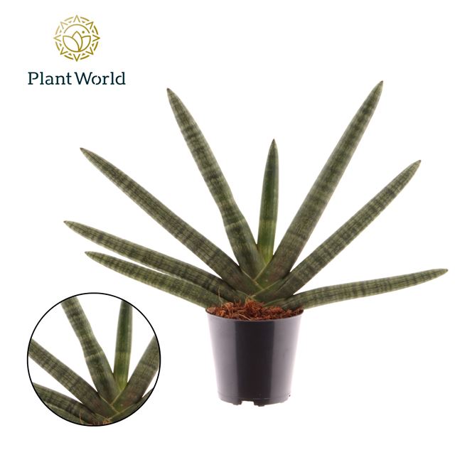 Picture of Sansevieria cylindrica skyline