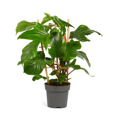 Picture of PHILODENDRON SQUAMIFERUM ON FRAME