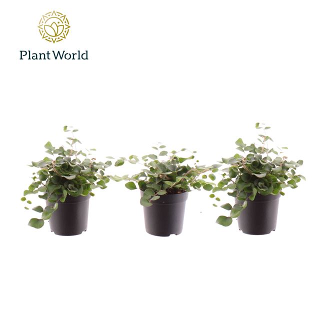 Picture of Pellaea rotundifolia