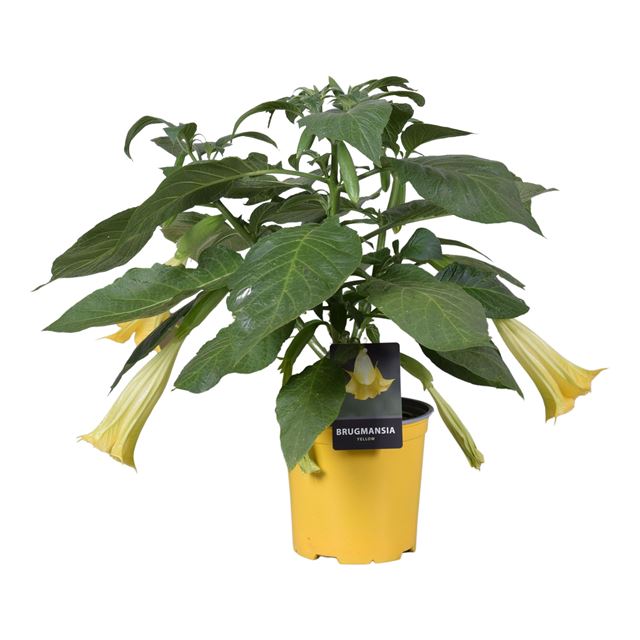 Picture of BRUGMANSIA YELLOW IN YELLOW POT