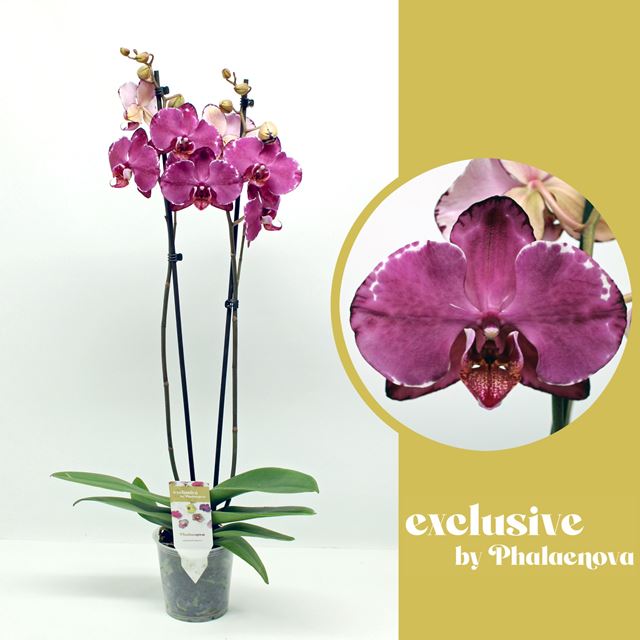 Picture of PHALAENOPSIS 02-STEM MALWINA