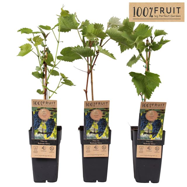 Picture of Vitis vinifera boskoop glory
