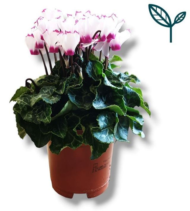 Picture of CYCLAMEN PERSICUM PREMIUM VICTORIA WHITE/PINK