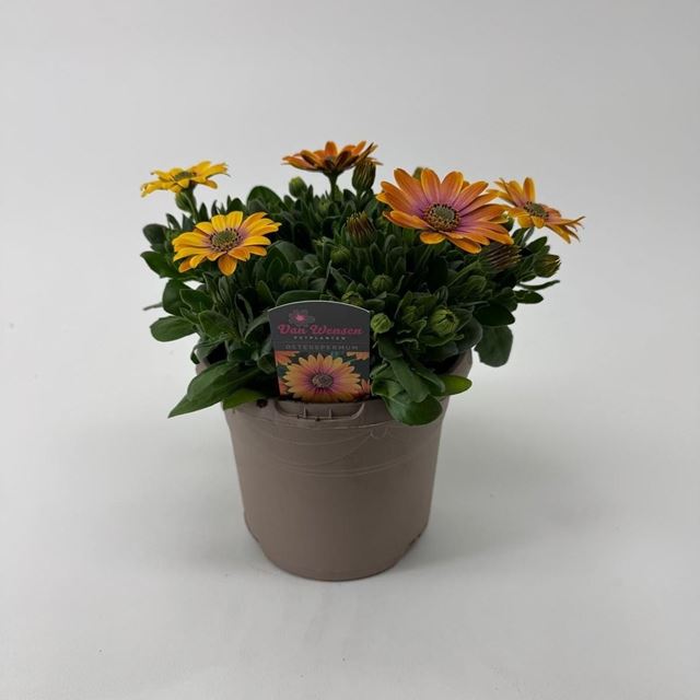 Picture of Osteospermum senorita bonita