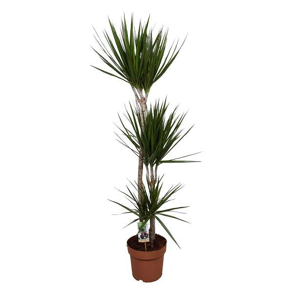 Picture of DRACAENA MARGINATA 090+/045+/015+