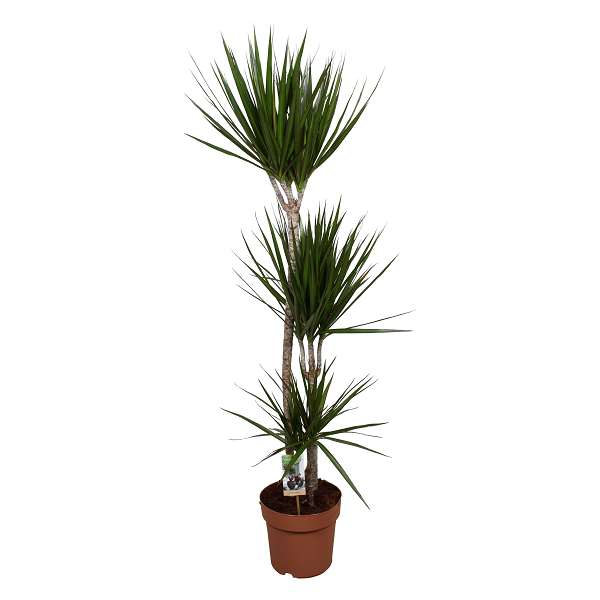 Picture of DRACAENA MARGINATA 090+/045+/015+