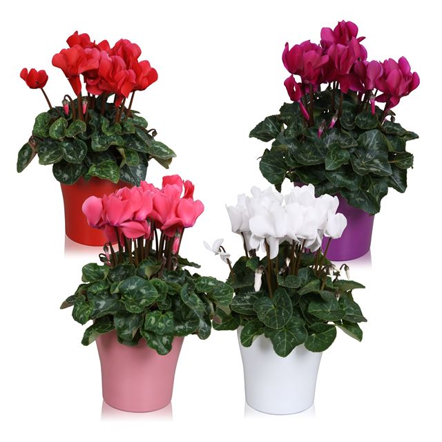 Picture of CYCLAMEN PERSICUM MIDI MIX IN COLOUR CODED CERAMIC