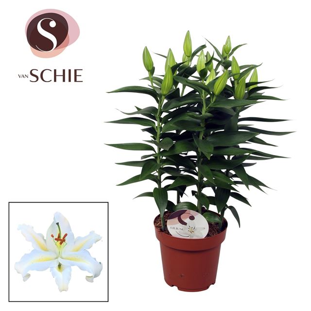 Picture of Lilium orientalis 03pp starlight white in ceramic