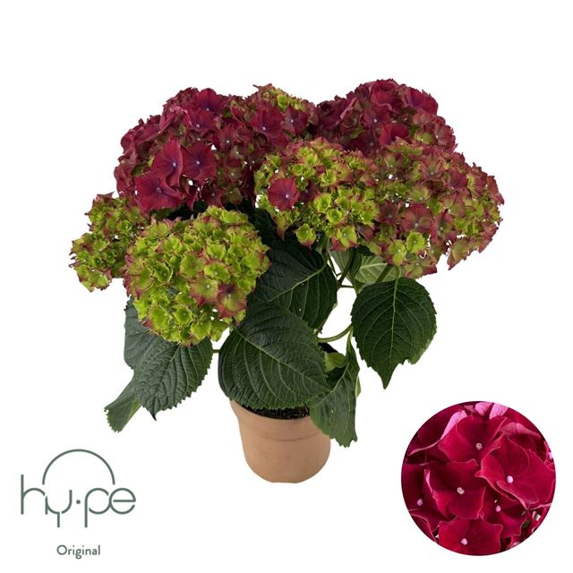 Picture of Hydrangea mophead 05+fl red