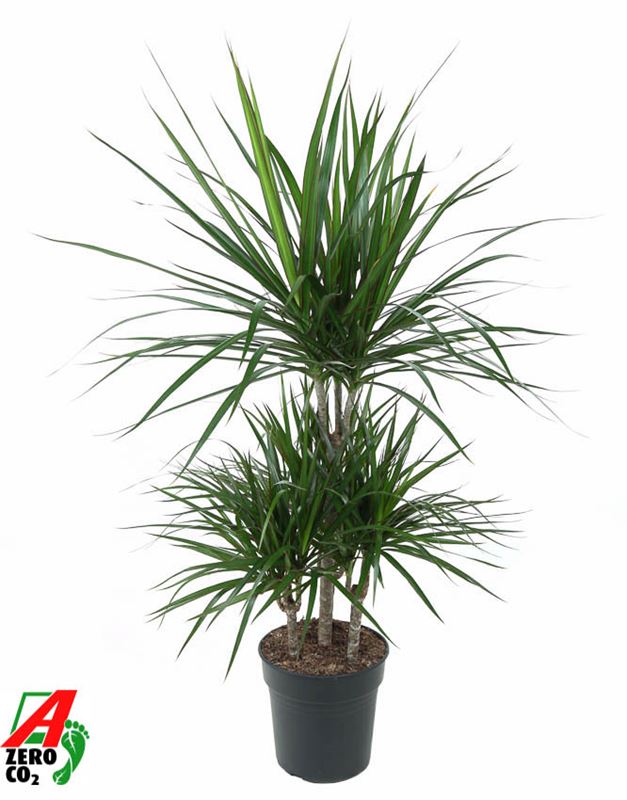 Picture of DRACAENA MARGINATA CARROUSEL 045CM