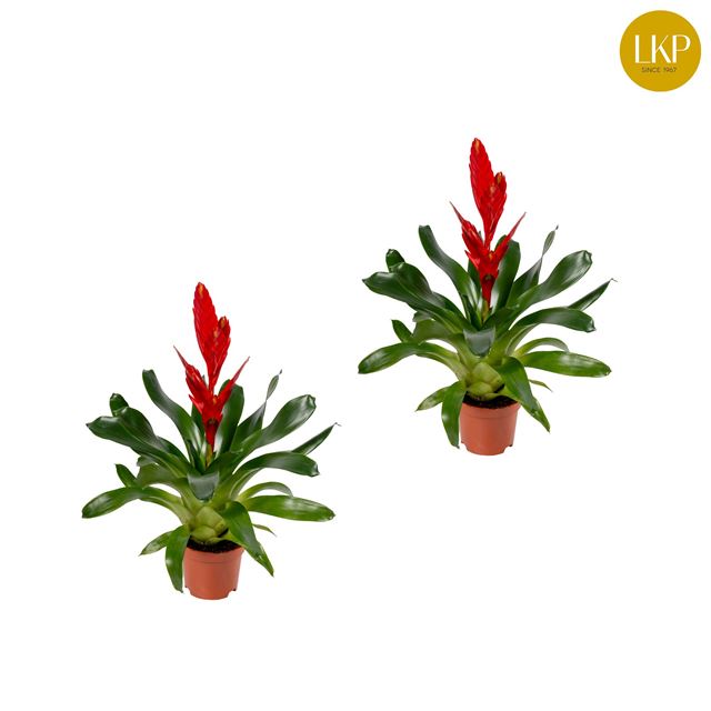 Picture of VRIESEA TWINKLE RED