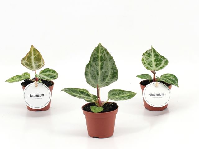 Picture of Anthurium silver blush mint