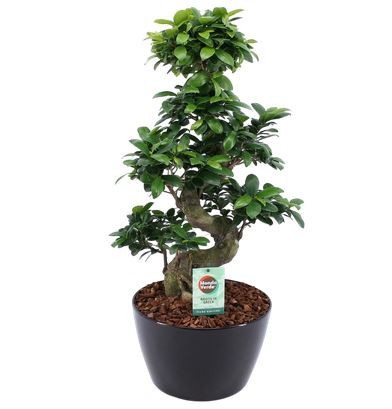 Picture of Ficus microcarpa ginseng s-type in black ceramic