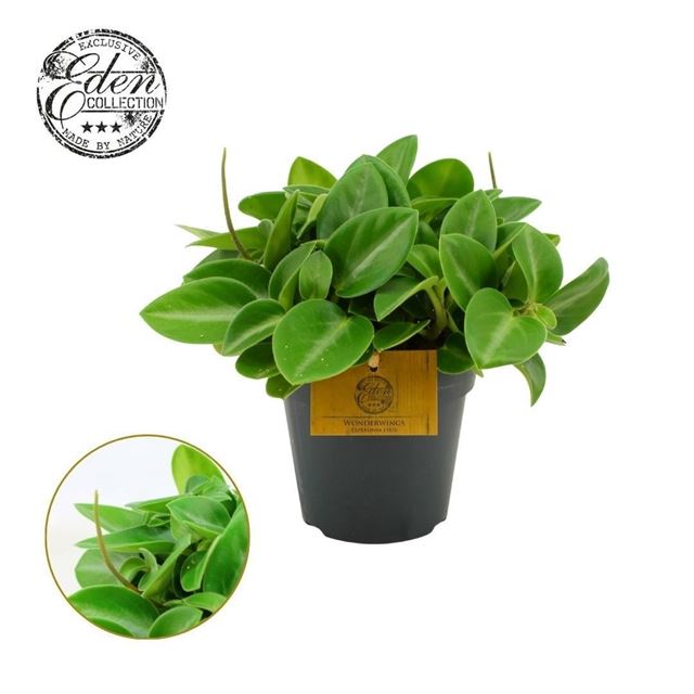 Picture of Peperomia pixie wonderwing