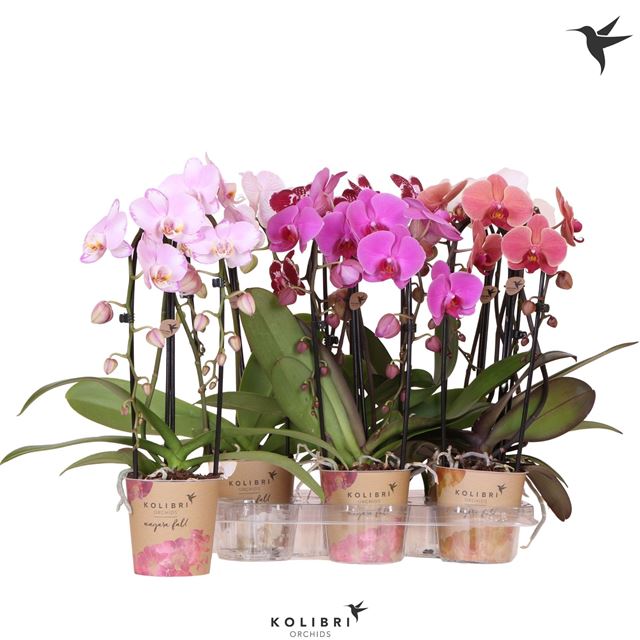 Picture of Phalaenopsis 02-stem niagara fall mix