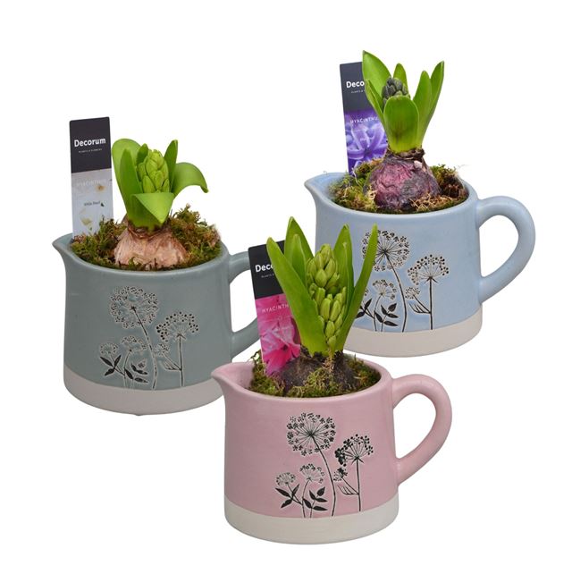 Picture of HYACINTHUS 01BULB CERAMIC JUG DANDELIE