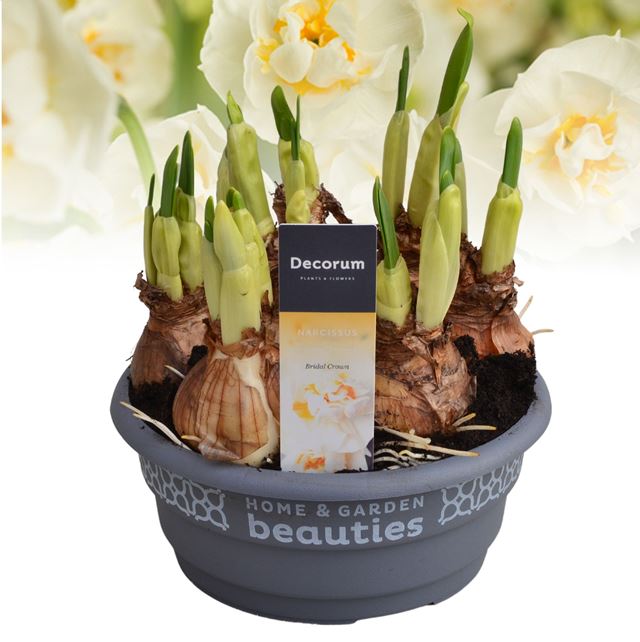 Picture of Narcissus bridal crown in bowl