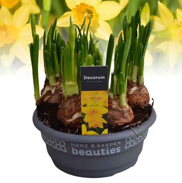 Picture of Narcissus tete a tete bowl